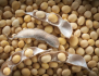 Cần Mua hạt đậu nành TpHCM