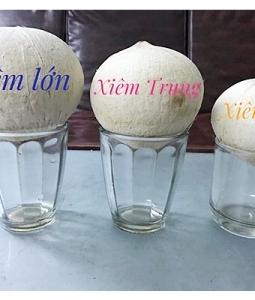 Dừa Xiêm Gọt Trọc Giá Rẻ Tại TPHCM, Dừa Xiêm Gọt Trọc Bến Tre Giá Rẻ Tại Tp.HCM