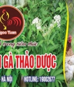 cung cấp gà ri thuần chủng ngon nhất hà nội