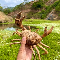 BÚN RIÊU MAI CUA 
