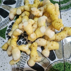 Cung Cấp Củ Riềng Tươi Xuất Khẩu