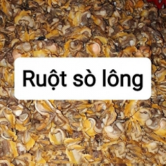 Cung Cấp Ruột Sò Lông