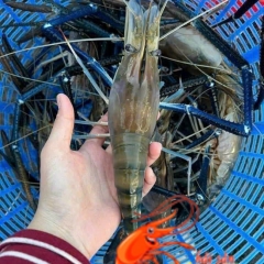 Giá tôm càng xanh sông thiên nhiên hôm nay bao nhiêu 1KG