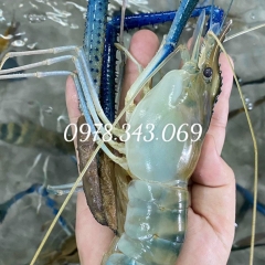 Tôm càng xanh loại 1 tươi ngon siêu to khổng lồ MUA NGAY !