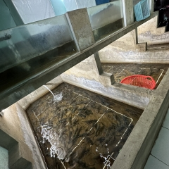 Tôm càng xanh Loại To Bình Tân, Tân Bình, Tân Phú TP.HCM