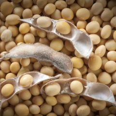 Cần Mua hạt đậu nành TpHCM