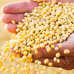 Mua đậu nành hạt giá sỉ ở đâu ?