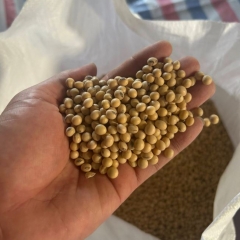 Anlocfood Phân phối sỉ đậu nành số lượng lớn