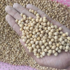 Giá hạt đậu nành hôm nay anlocfood.com