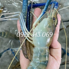 Tôm Càng  Xanh Tự Nhiên Nước Ngọt Tại Hải Sản Thắng Tôm
