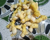 Cung Cấp Củ Riềng Tươi Xuất Khẩu