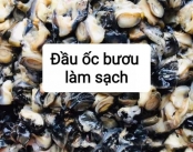 Cung Cấp Đầu Ốc Bươu Làm Sạch