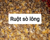 Cung Cấp Ruột Sò Lông