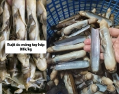 Cung Cấp Ruột Ốc Móng Tay Hấp