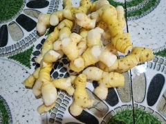 Cung Cấp Củ Riềng Tươi Xuất Khẩu