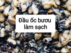 Cung Cấp Đầu Ốc Bươu Làm Sạch