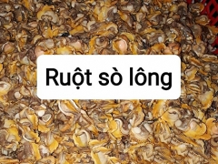 Cung Cấp Ruột Sò Lông