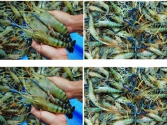 Cung Cấp Tôm Càng Xanh